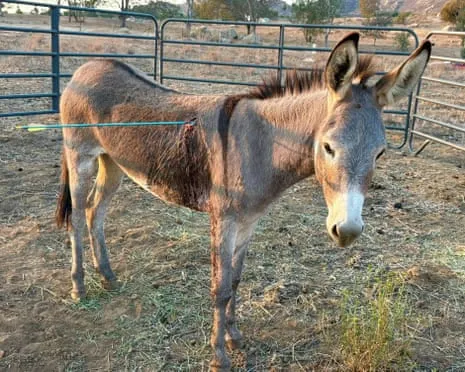 Donkey On the Mend After Latest Arrow Attack on Free-Roaming Asses in the Golden State